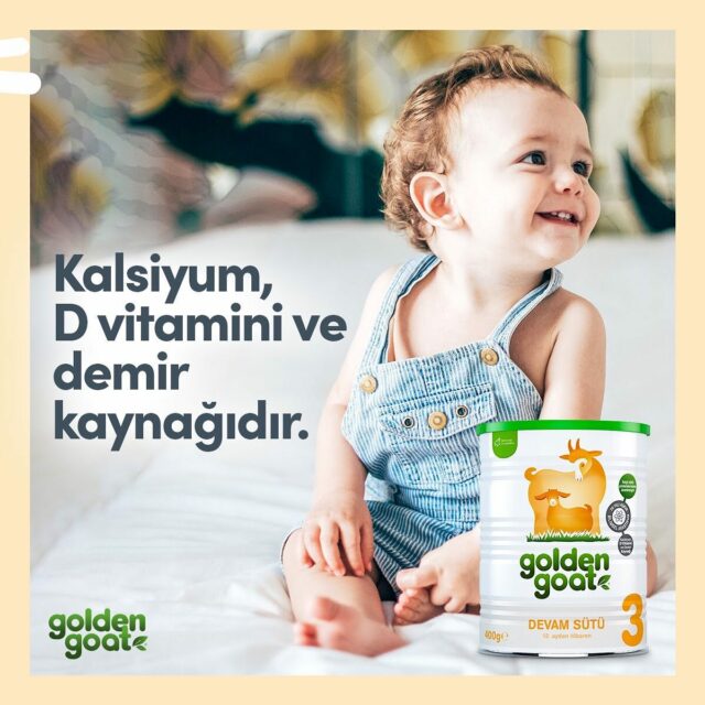 golden goat goats milk