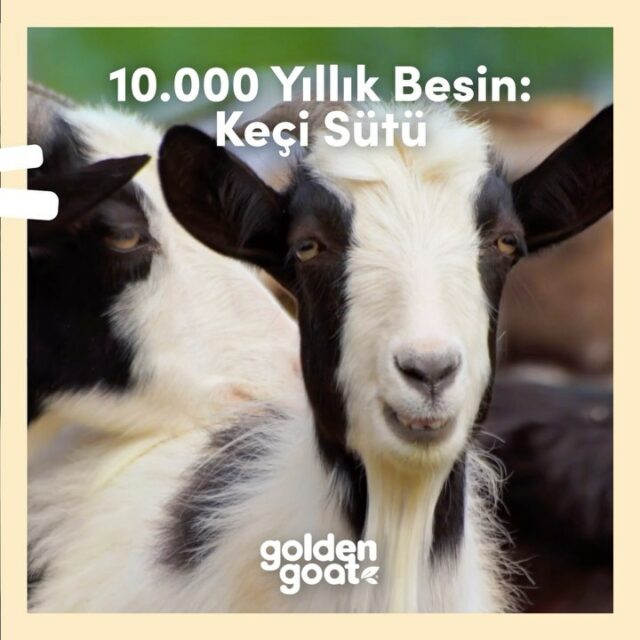 golden goat goats milk